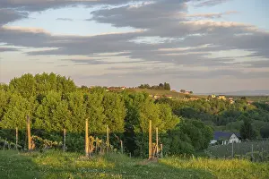 Grapevine Cultivation In Europe Drucke: Vineyards in the evening light