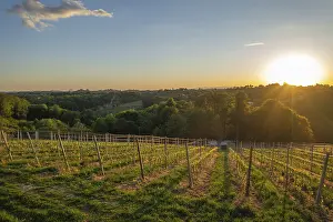 Uninhabited Wine Producing Area Drucke: Vineyards in the evening light