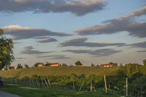 Grapevine Cultivation In Europe Drucke: Vineyards in the evening light