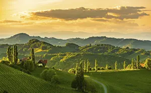 Evening Atmosphere In The Countryside Drucke: Vineyards in the evening light