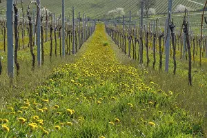 Vineyards In Spring Drucke: Vineyards in spring with dandelions