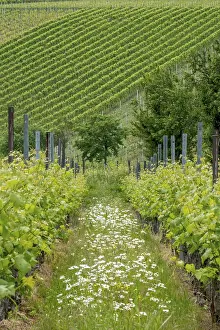 German Wine Growing Region Drucke: Vineyards in spring, rows of vines
