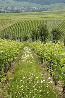 Vineyards In Spring Drucke: Vineyards in spring, rows of vines