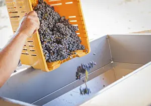 Freshly Picked Grapes Drucke: Vintner dumps A crate of freshly picked red grapes into processing machine