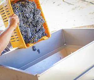 Grape Harvest Season Drucke: Vintner dumps A crate of freshly picked red grapes into processing machine