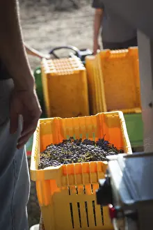 Freshly Picked Grapes Drucke: Vintner standing next to crate of freshly picked grapes ready for processing