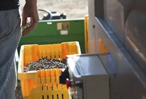 Freshly Picked Grapes Drucke: Vintner standing next to crate of freshly picked grapes ready for processing