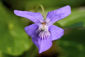 Botany Plant Life Drucke: Viola