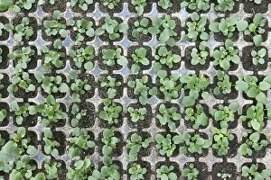 Young Plant Care Drucke: Viola seedlings