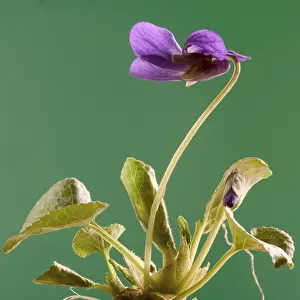 Springtime Florals Drucke: Violet