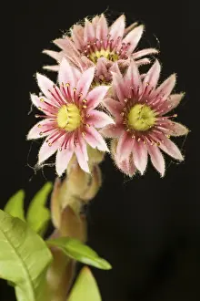 Close Up Flower Drucke: Violet blossom