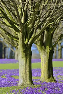 Deserted Spring Bloom Drucke: Violet Crocuses (Crocus sp.) bloom under trees