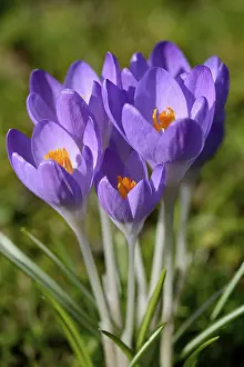 Violet Crocuses Drucke: Violet Crocuses (Crocus sp.) in a meadow