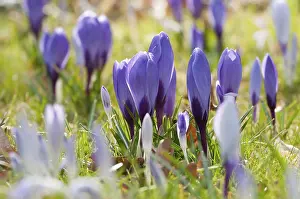 First Day Of Spring Flowers Drucke: Violet crocuses in early spring, close up