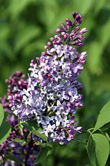 Summer Flowering Plants Drucke: Violet syringa