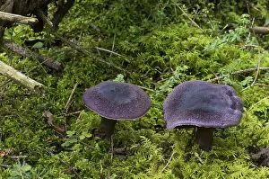 Coniferous Forest Mushrooms Drucke: Violet webcap (Cortinarius violaceus)