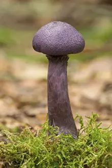 Higher Fungi In Central Europe Drucke: Violet Webcap (Cortinarius violaceus)