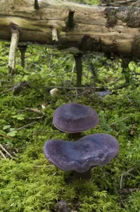 Higher Fungi Botany Drucke: Violet webcap (Cortinarius violaceus)