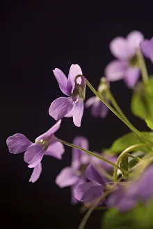 Spring Flower Macro Drucke: Violets
