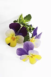 Natural Remedy Flowers Drucke: Violets