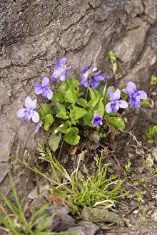Spring In Germany Drucke: Violets on a chestnut by the wayside