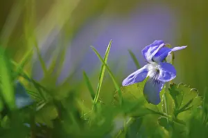 Deserted Garden Scene Germany Drucke: Violets in a garden, spring, Germany