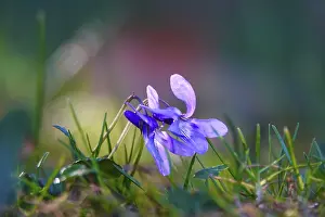Central Europe Garden Scene Drucke: Violets in a garden, spring, Germany