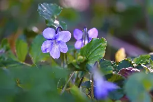 Central European Gardens Drucke: Violets in a garden, spring, Germany