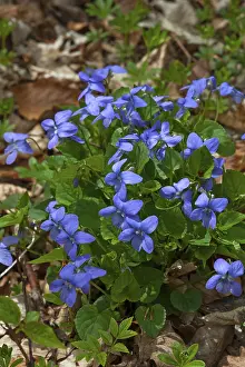 Botany Inflorescence Europe Drucke: Violets (Viola) on the forest floor