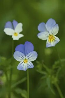 Empty Landscape Germany Drucke: Violets (Violaceae) in inflorescence