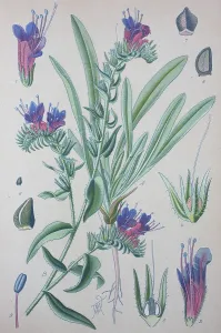 Central European Botanicals Drucke: Viper's bugloss (Echium vulgare)