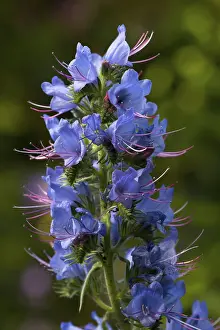 Echium Vulgare Drucke: Viper's bugloss (Echium vulgare)