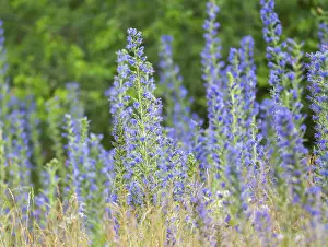 Central European Flora Images Drucke: Viper's bugloss (Echium vulgare)