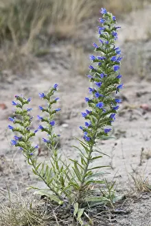 Boraginaceae Family Plants Drucke: Viper's bugloss (Echium vulgare)