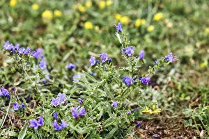 Vipers Bugloss Drucke: Viper's bugloss (Echium vulgare)