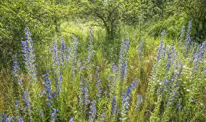 Vipers Bugloss Drucke: Viper's bugloss (Echium vulgare)