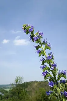 Central Europe Nature Drucke: Viper's bugloss (Echium vulgare)