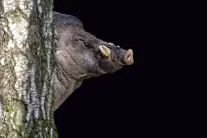 Drucke von Ein Visayan Warty Pig auf schwarzem Hintergrund, seine auffälligen Warzen und die dunkle Farbe machen ihn zu einem beeindruckenden Tier Visayanisches Warzenschwein Drucke: Visayan Warty Schwein auf schwarzem Hintergrund