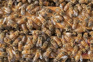 Ecofriendly Nesting Aid Drucke: When you visit the beehive, the bees are on top of the honey frames