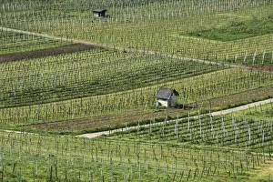 Vineyards In Spring Drucke: viticulture, vineyards in spring
