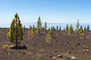 Pine Tree Photography Drucke: Volcanic landscape with pine trees