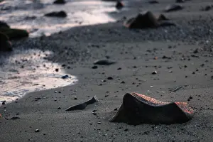 Deserted Sandy Ocean Beach Drucke: Volcanic rocks on the beach in the evening light