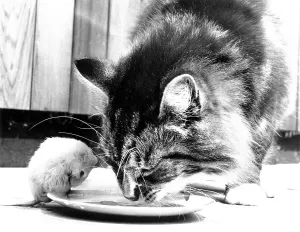 Wildlife Photography Humor Drucke: Cat eats together with mouse from plate