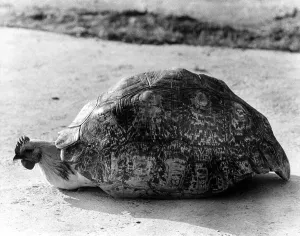 England Deserted Landscape Drucke: Chicken under a tortoise shell