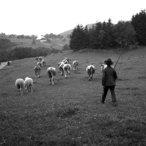 Central European Rural Landscape Drucke: Shepherd with cows on the way on fields