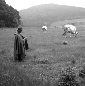 Historical Farm Scene Drucke: Shepherd with cows on the way on fields
