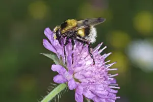 Syrphid Fly Pictures Drucke: Volucella bombylans, bumblebee hoverfly