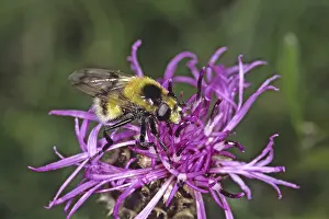 Deserted Flower Visit Drucke: Volucella bombylans, bumblebee hoverfly