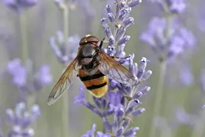 Lamiales Plant Species Drucke: Volucella ianis, hoverfly