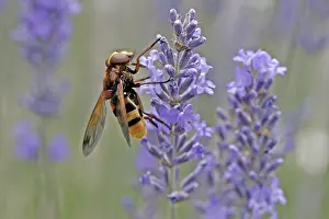 Hoverfly Species Drucke: Volucella ianis, hoverfly